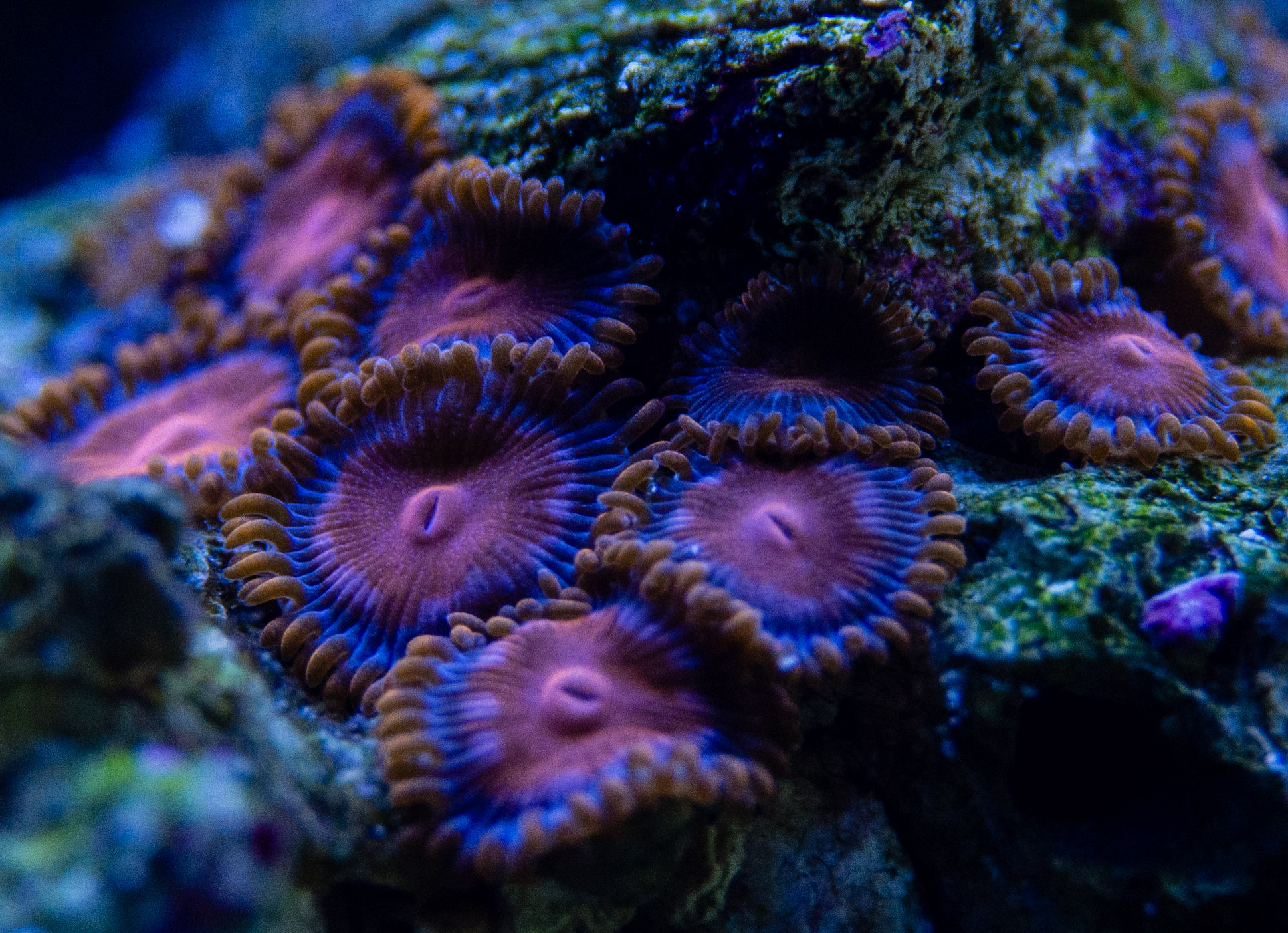 Aquarium