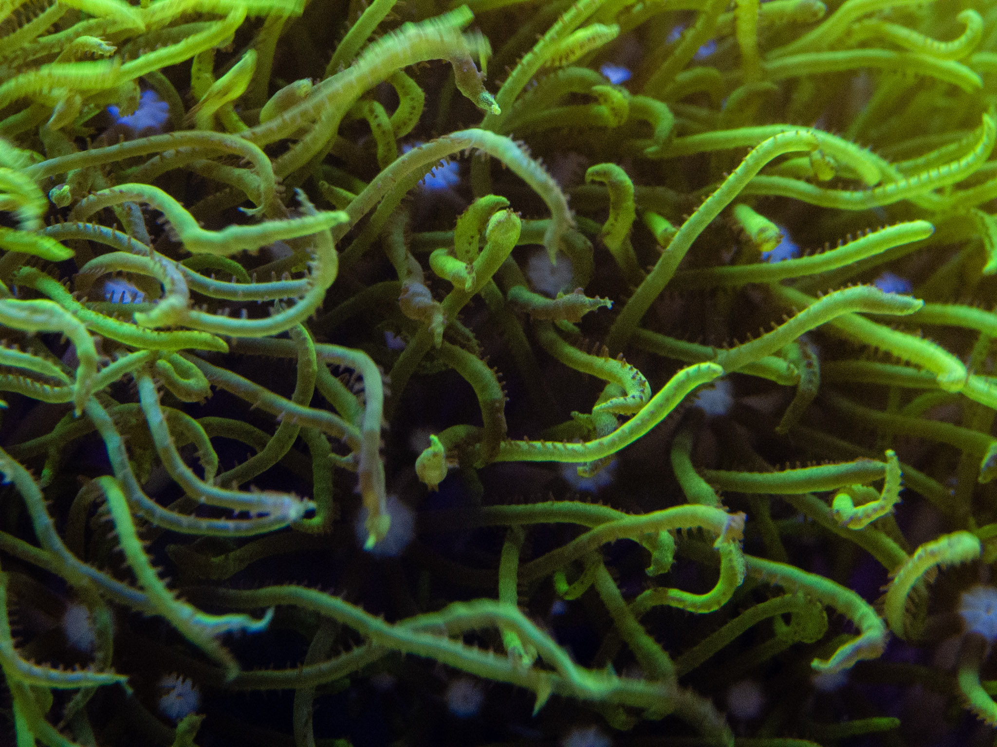 Aquarium