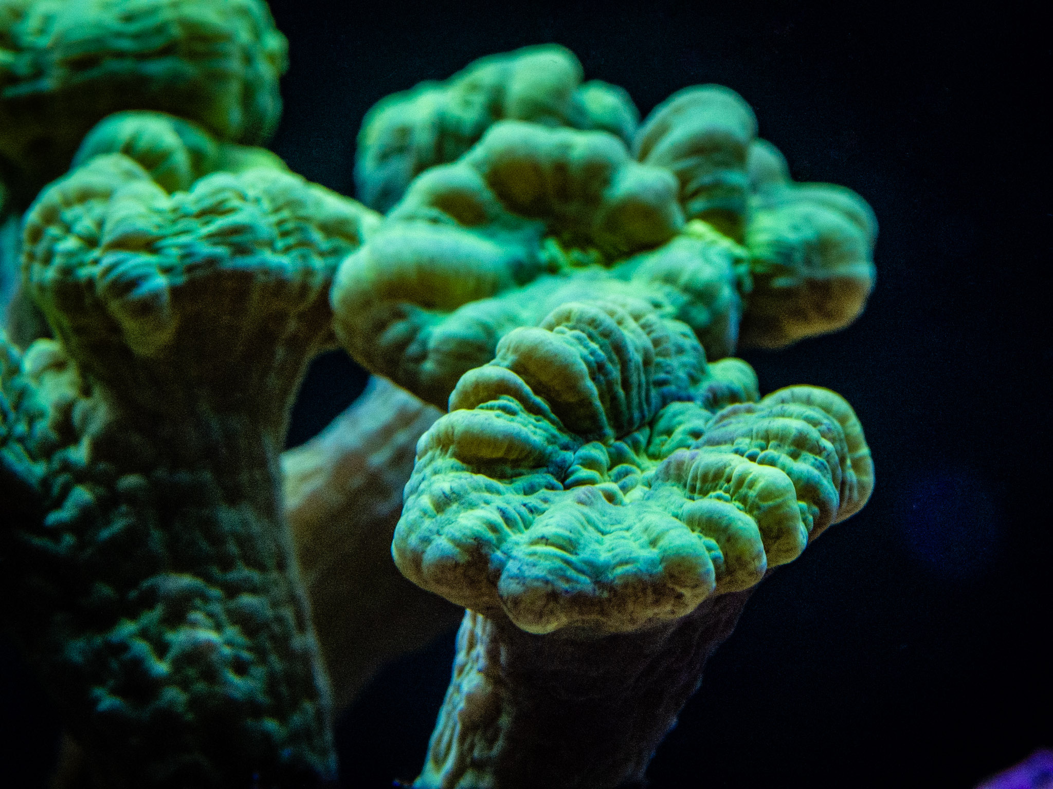 Aquarium