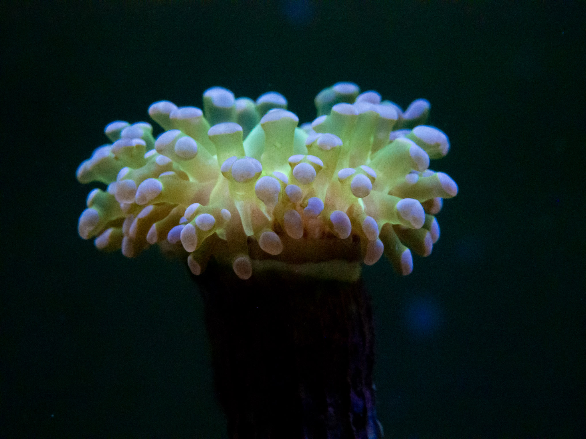 Aquarium