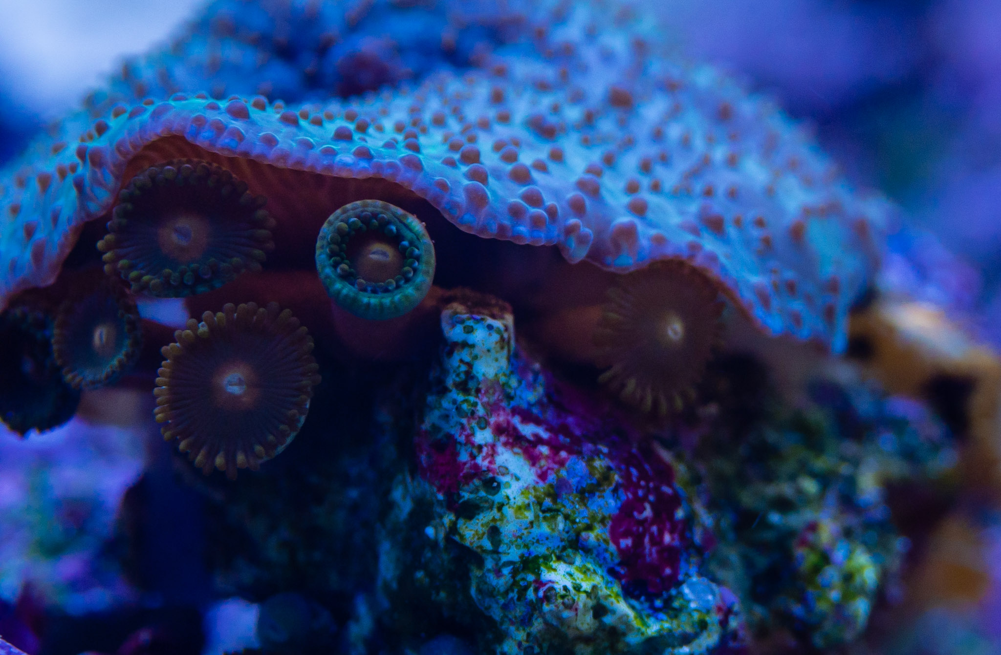 Aquarium
