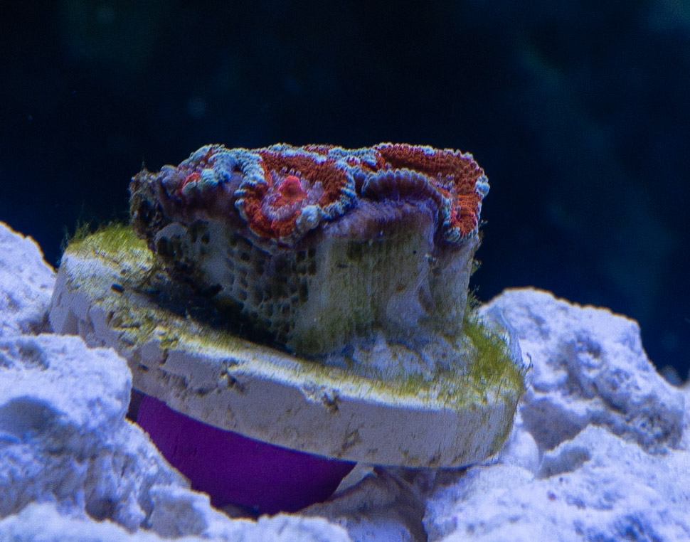 Aquarium
