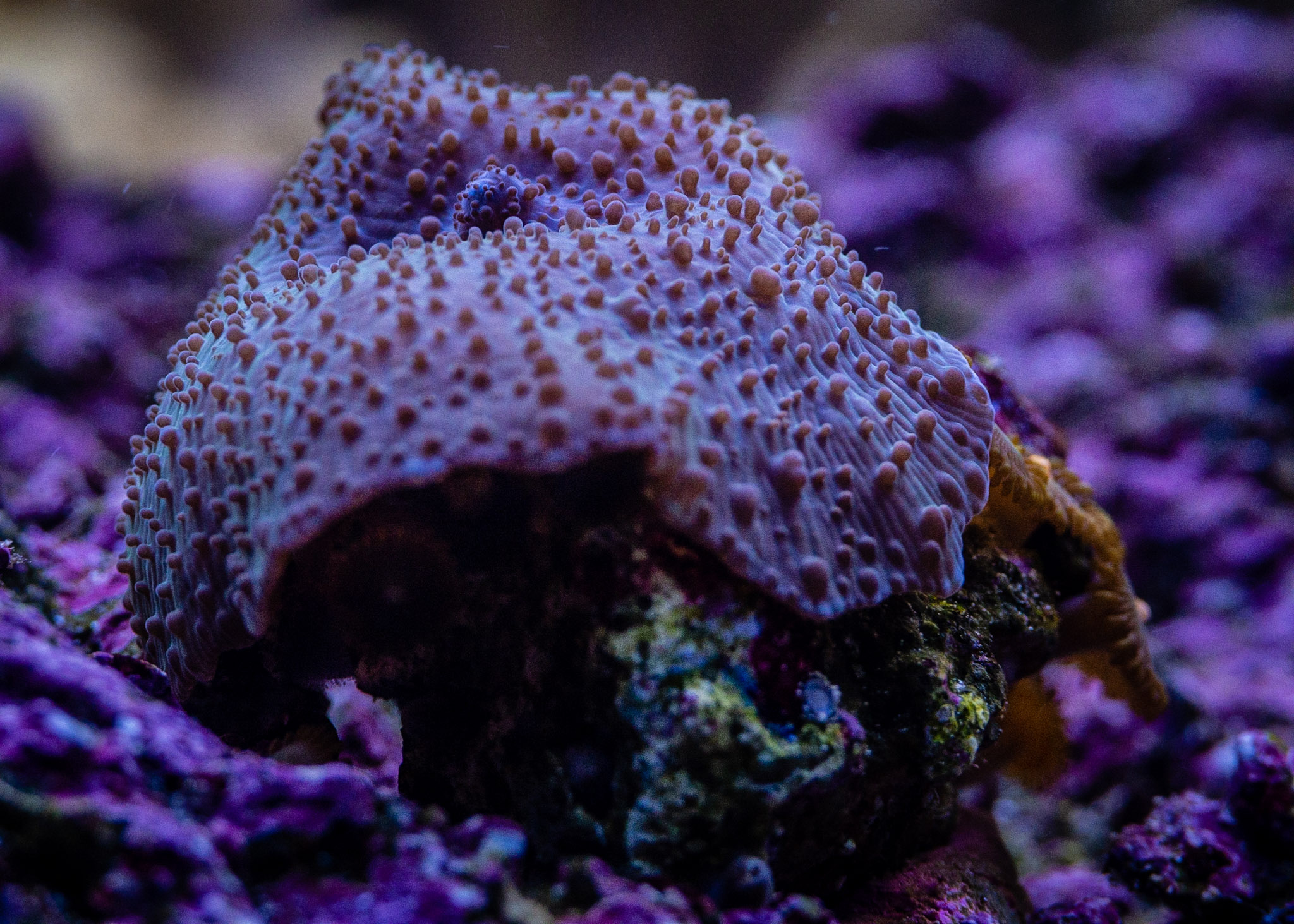 Aquarium