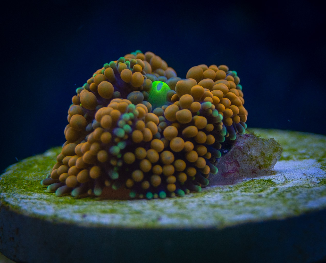 Aquarium