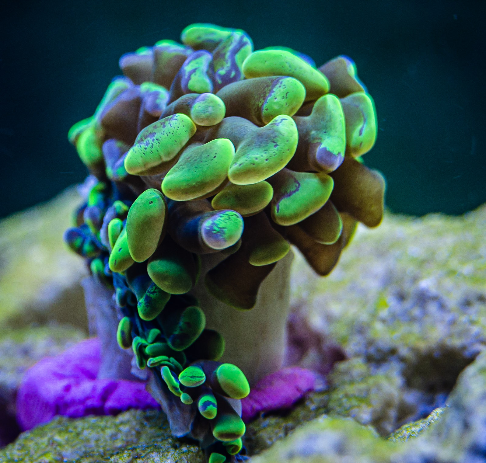 Aquarium
