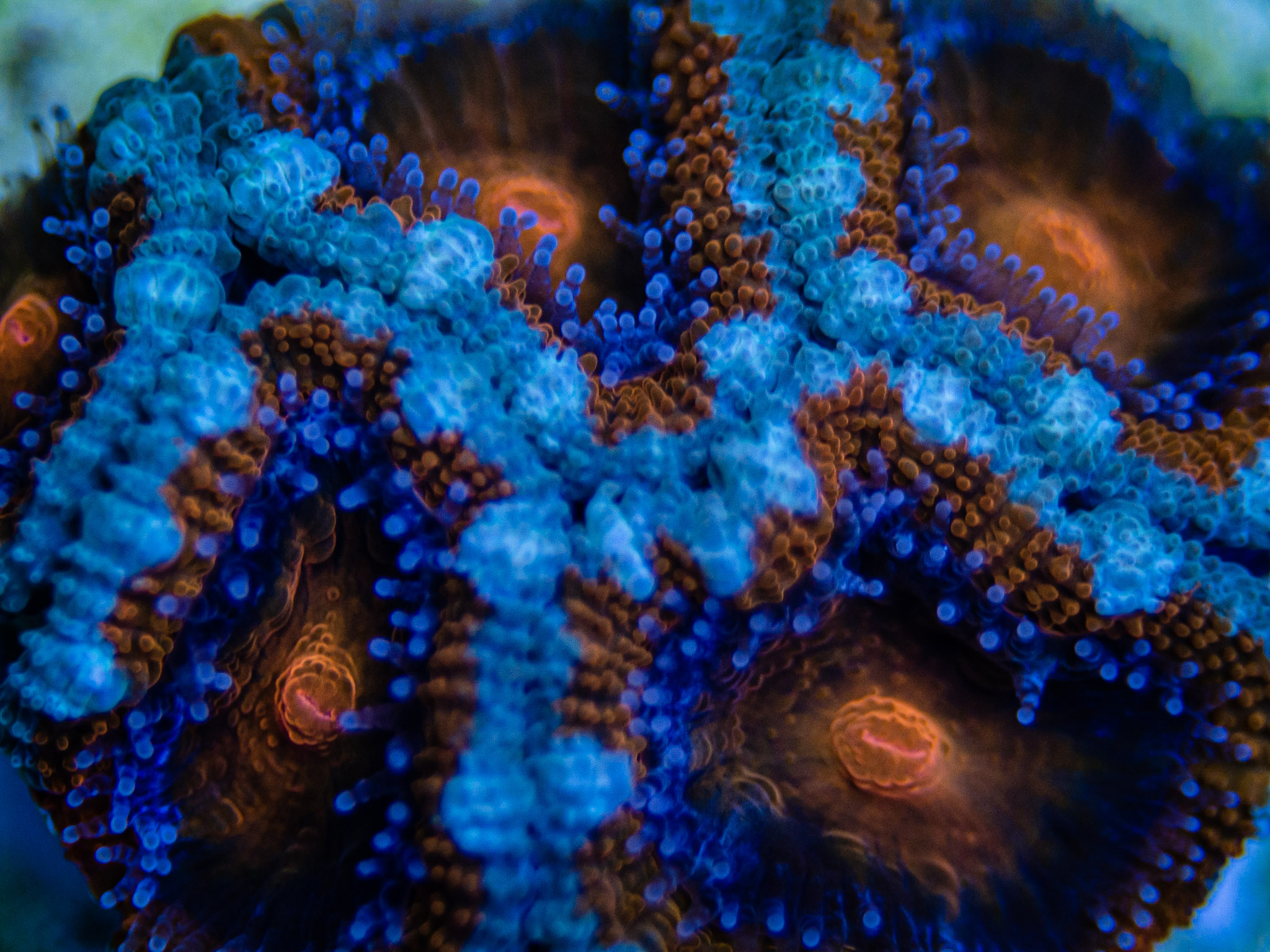 Aquarium