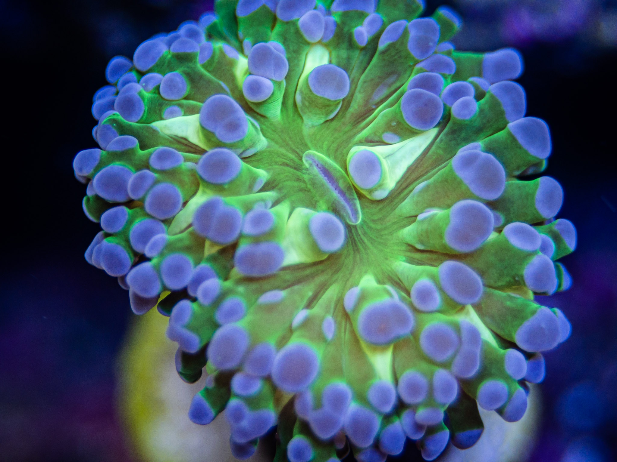 Aquarium