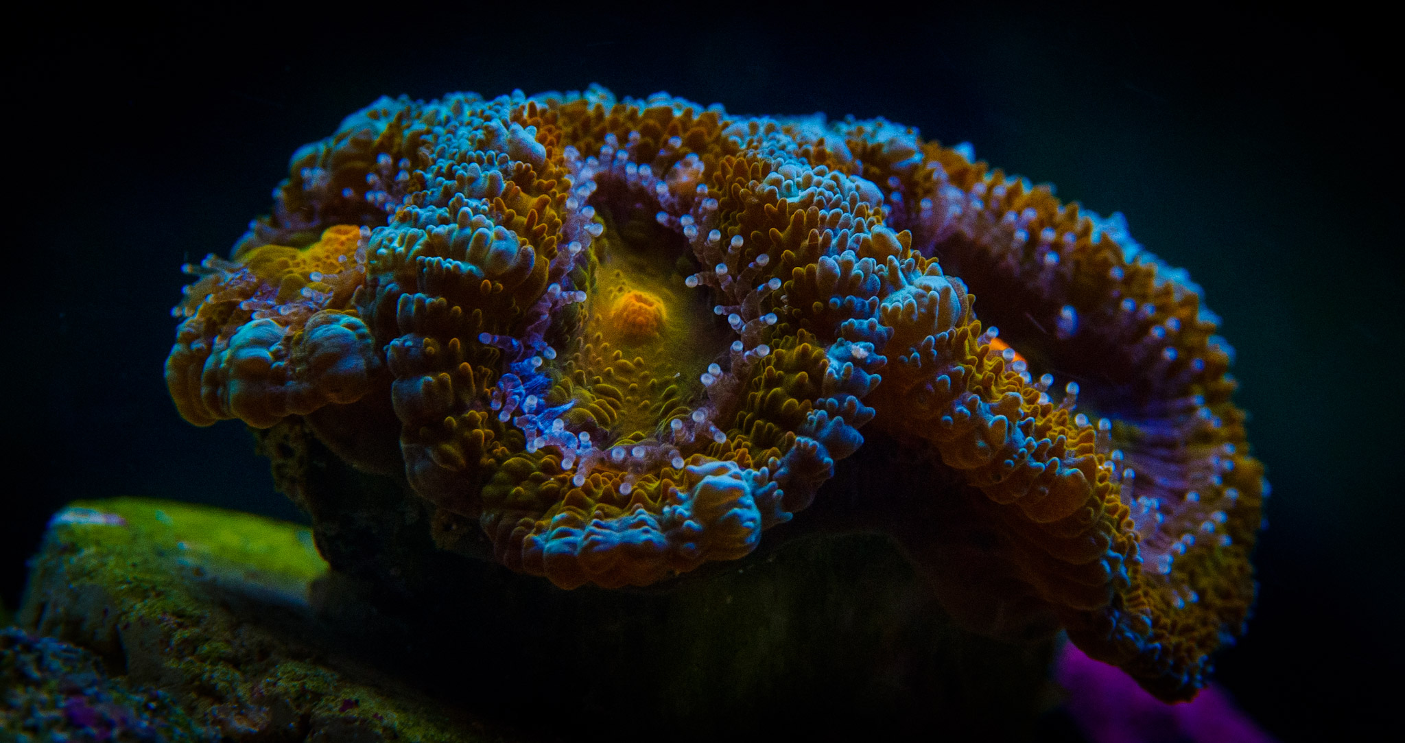 Aquarium