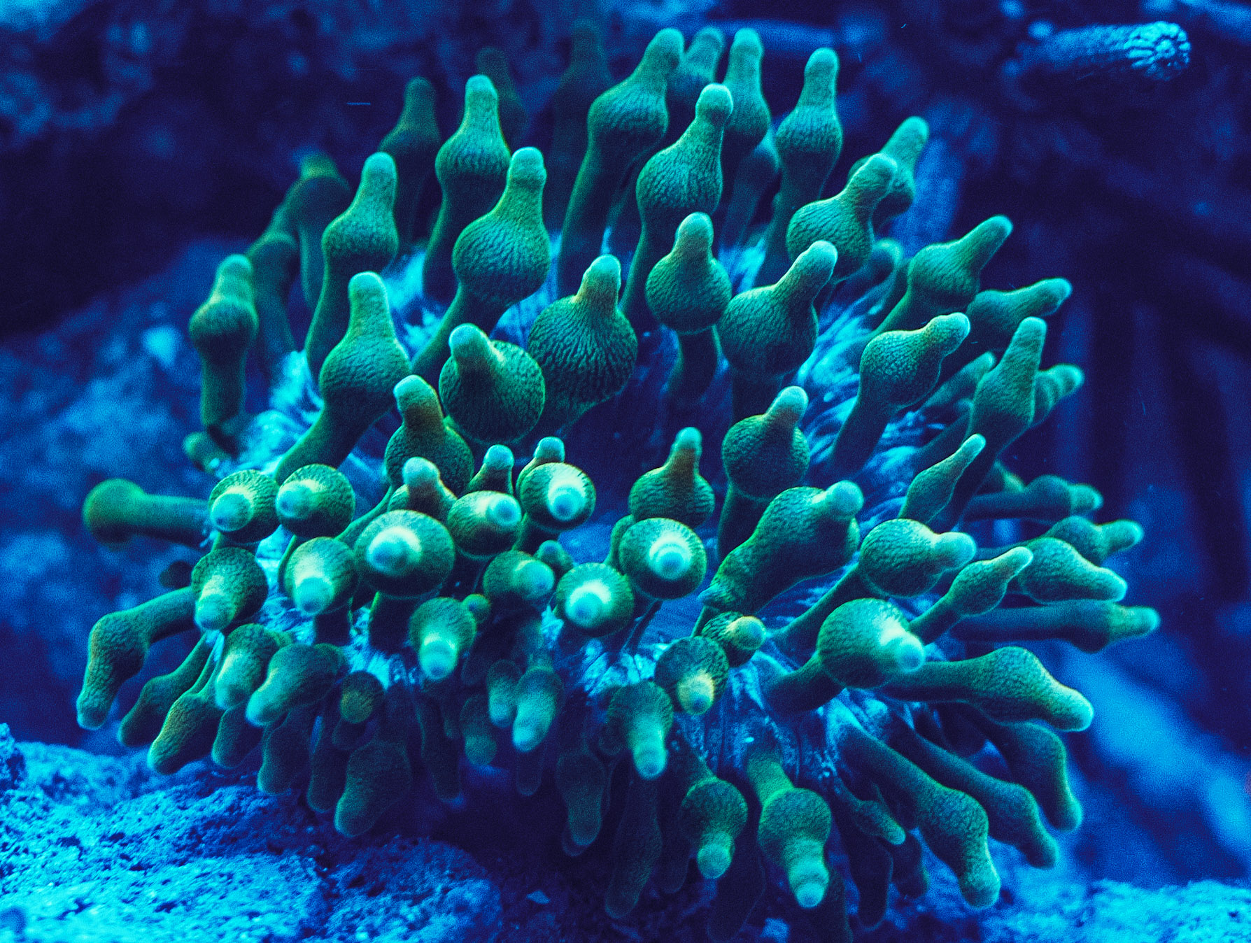 Aquarium