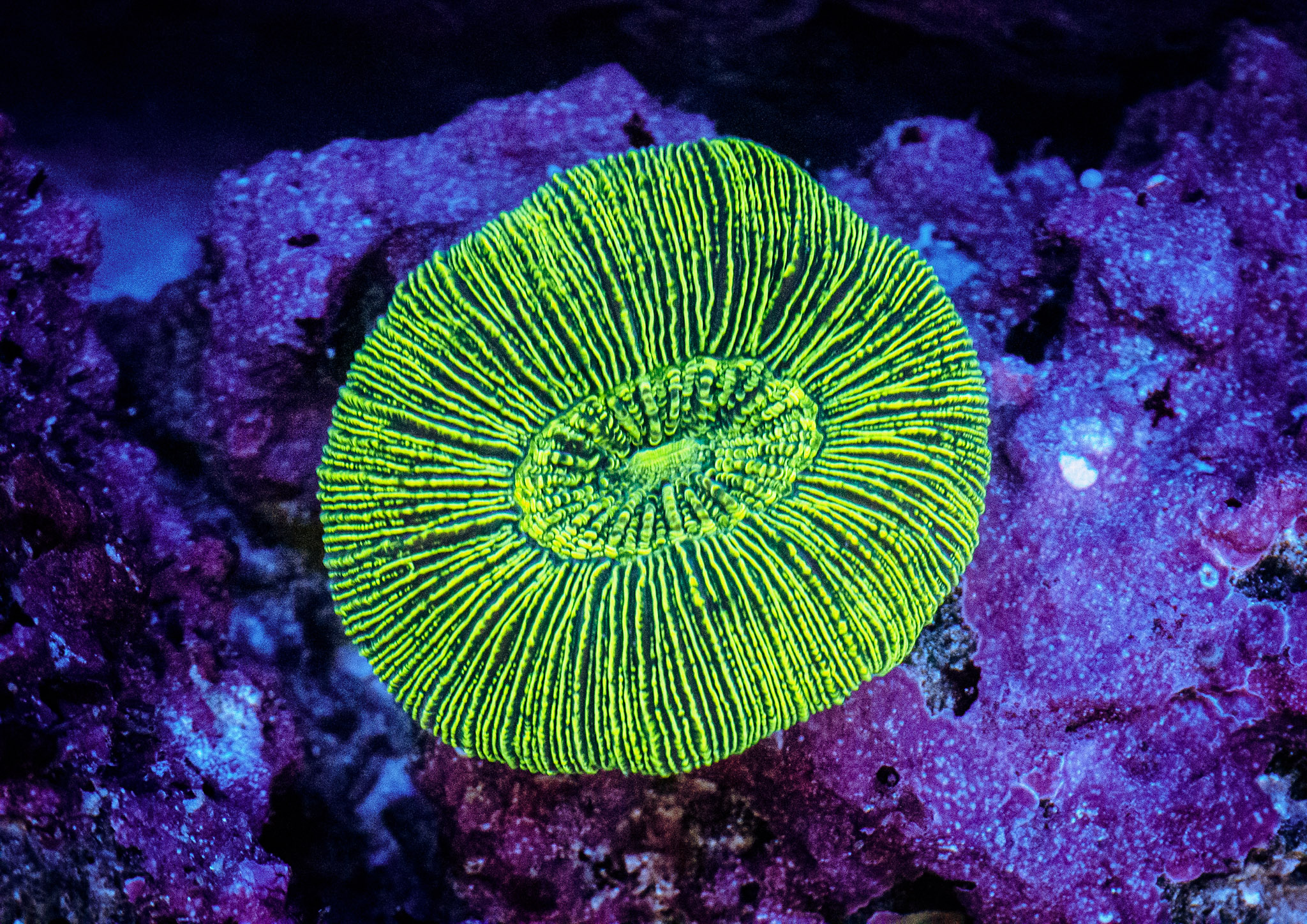 Aquarium