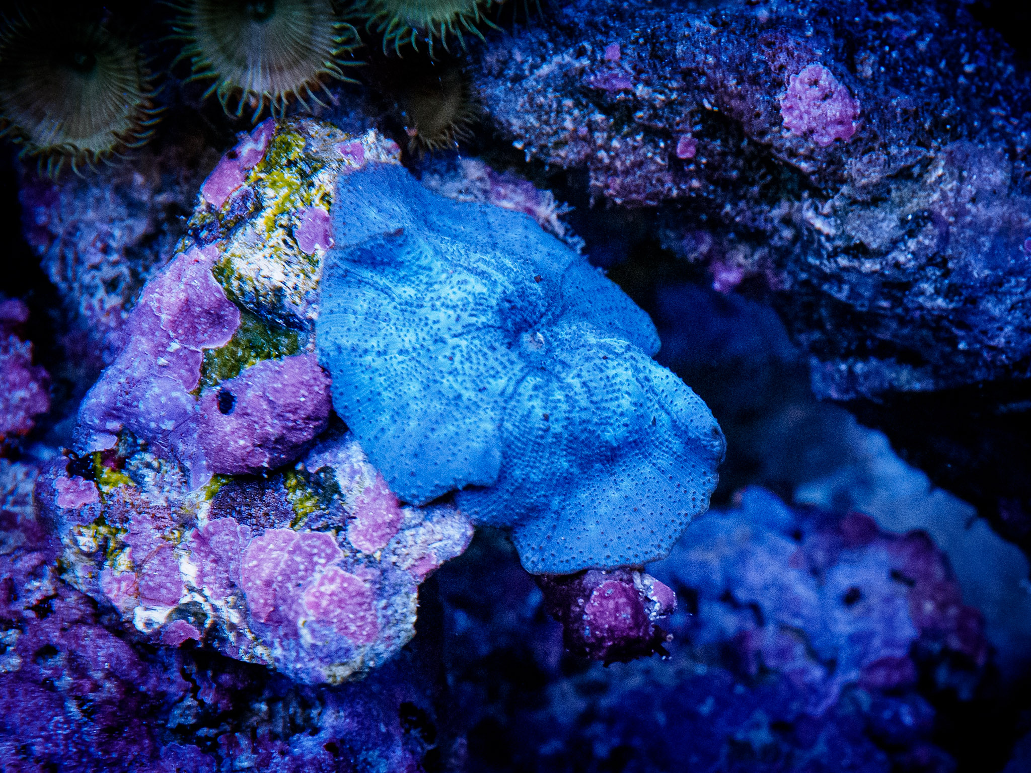 Aquarium