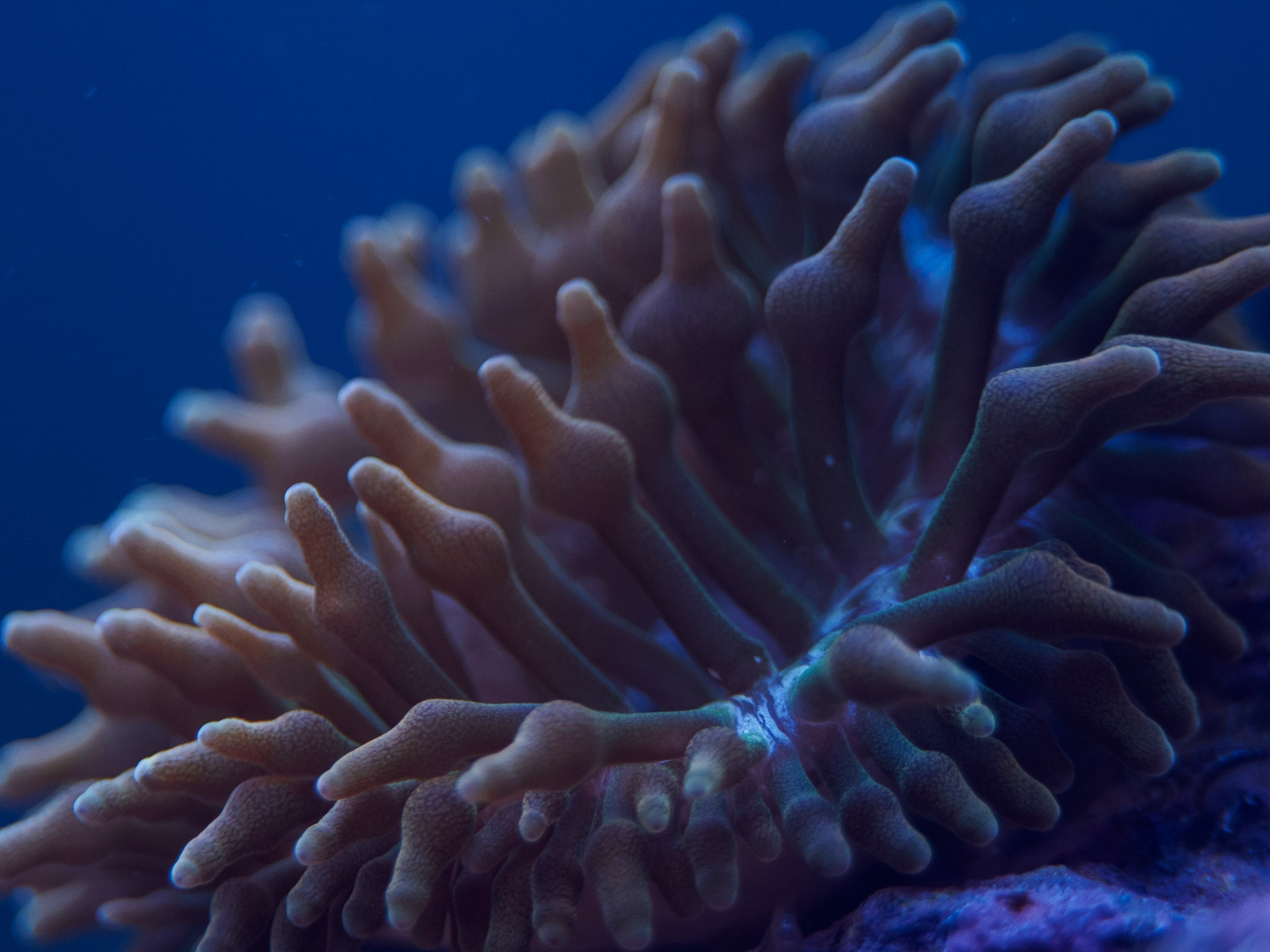 Aquarium