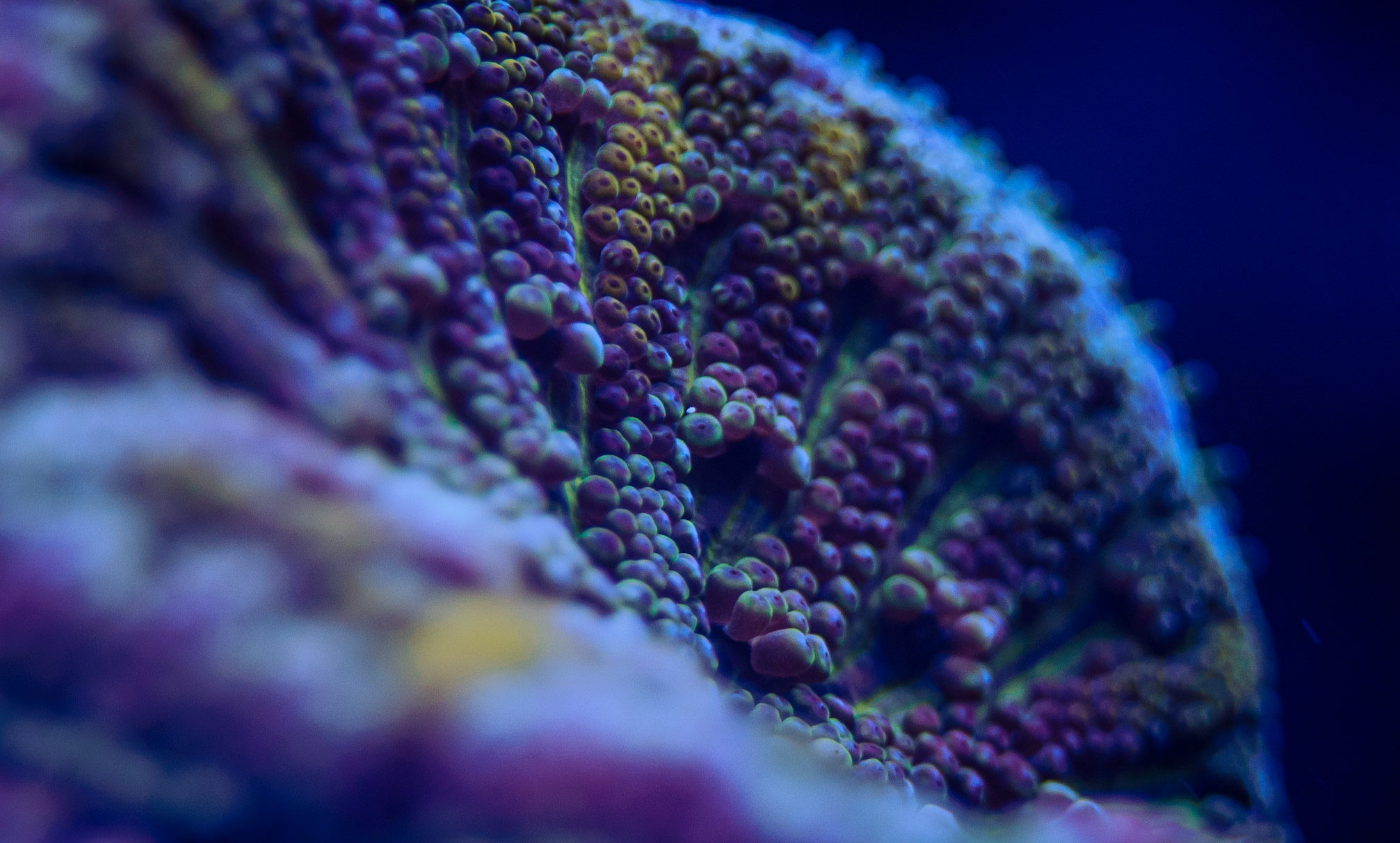 Aquarium