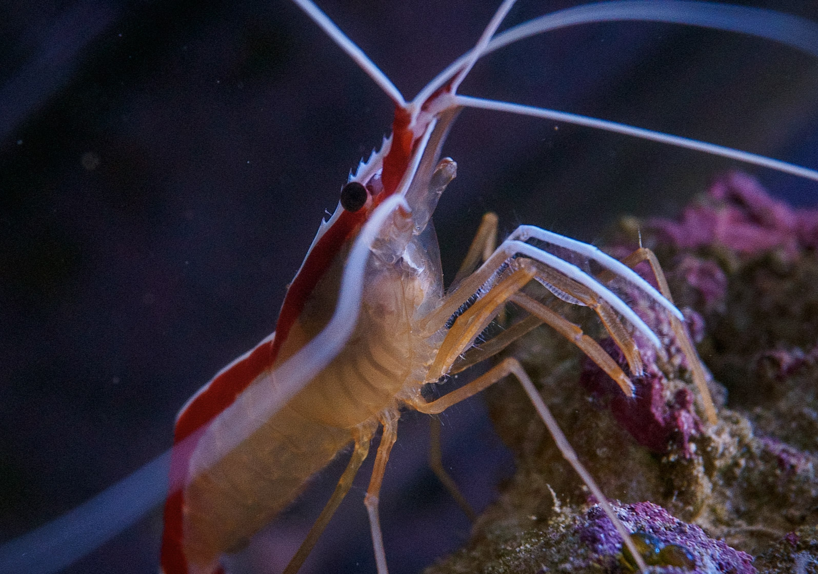 Aquarium