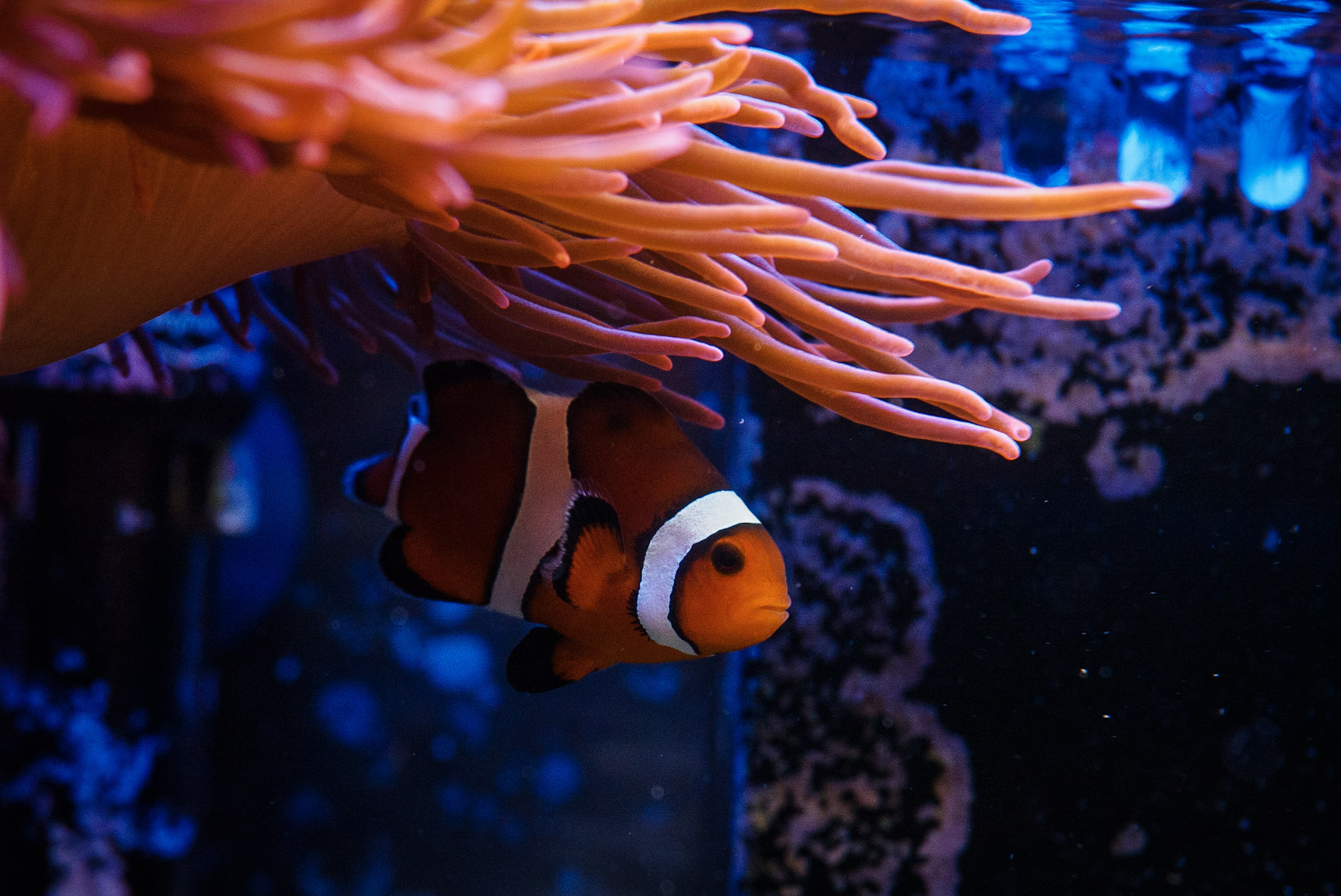 Aquarium