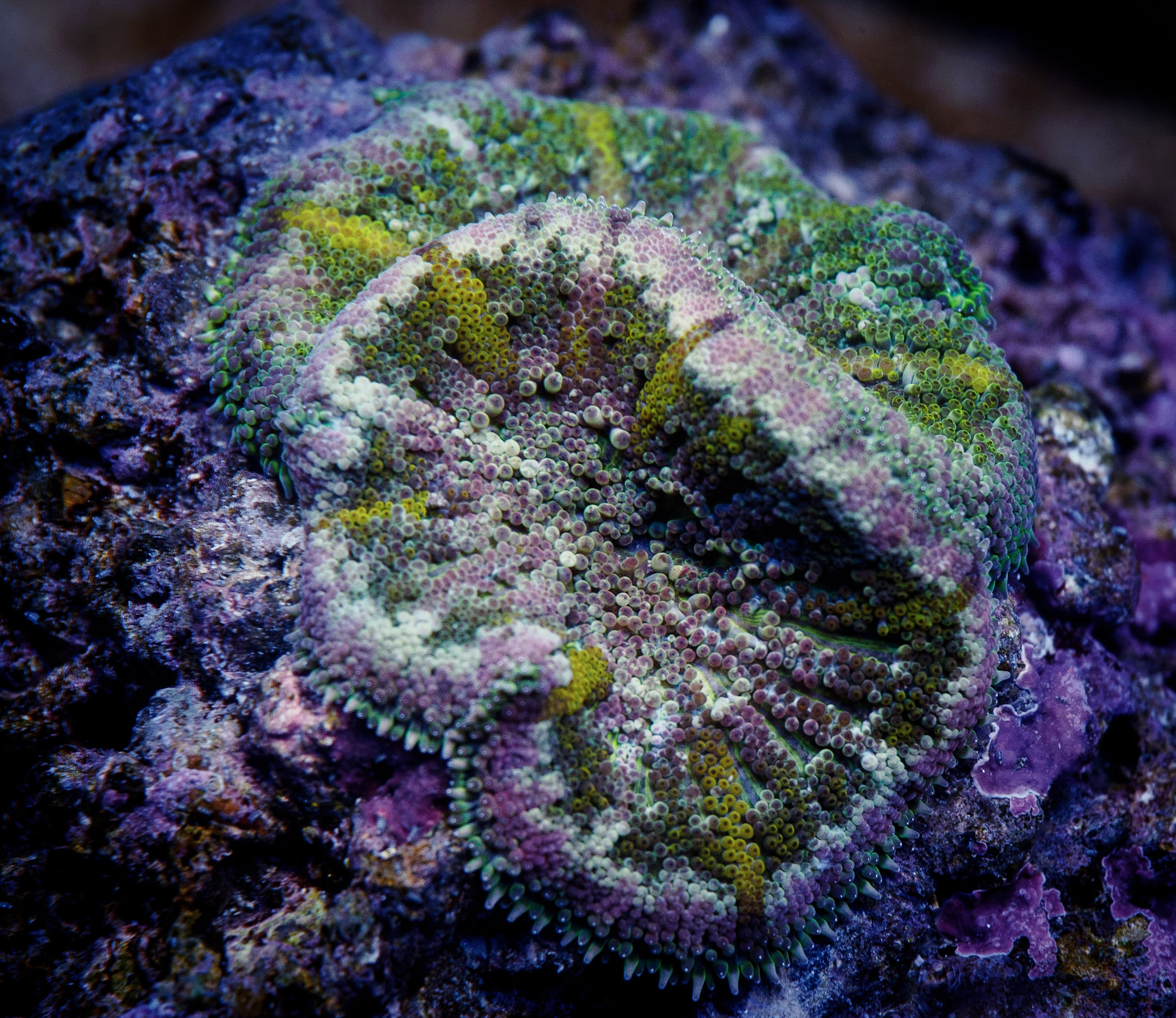 Aquarium