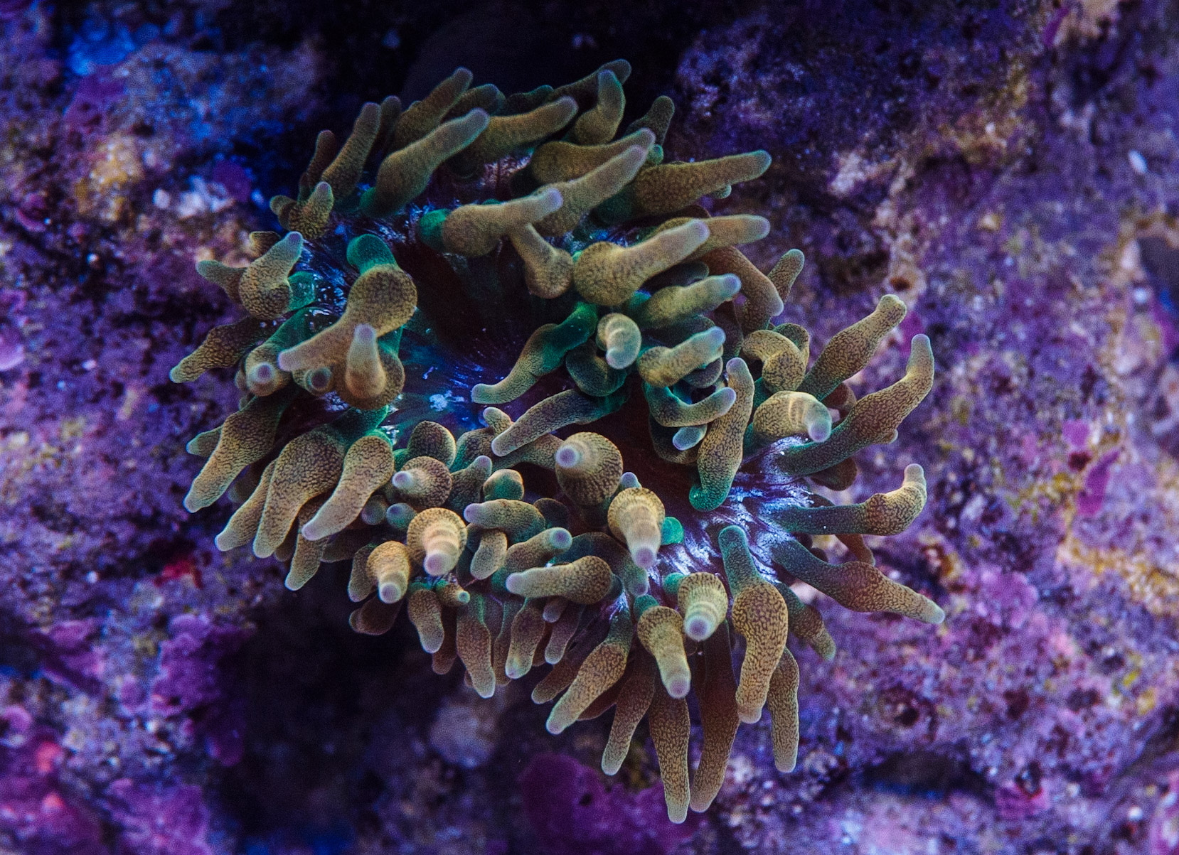 Aquarium
