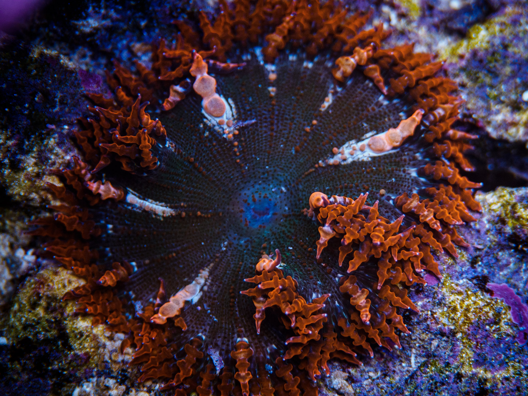 Aquarium