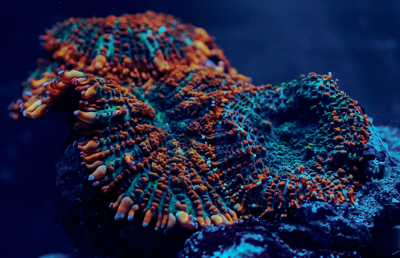 Aquarium