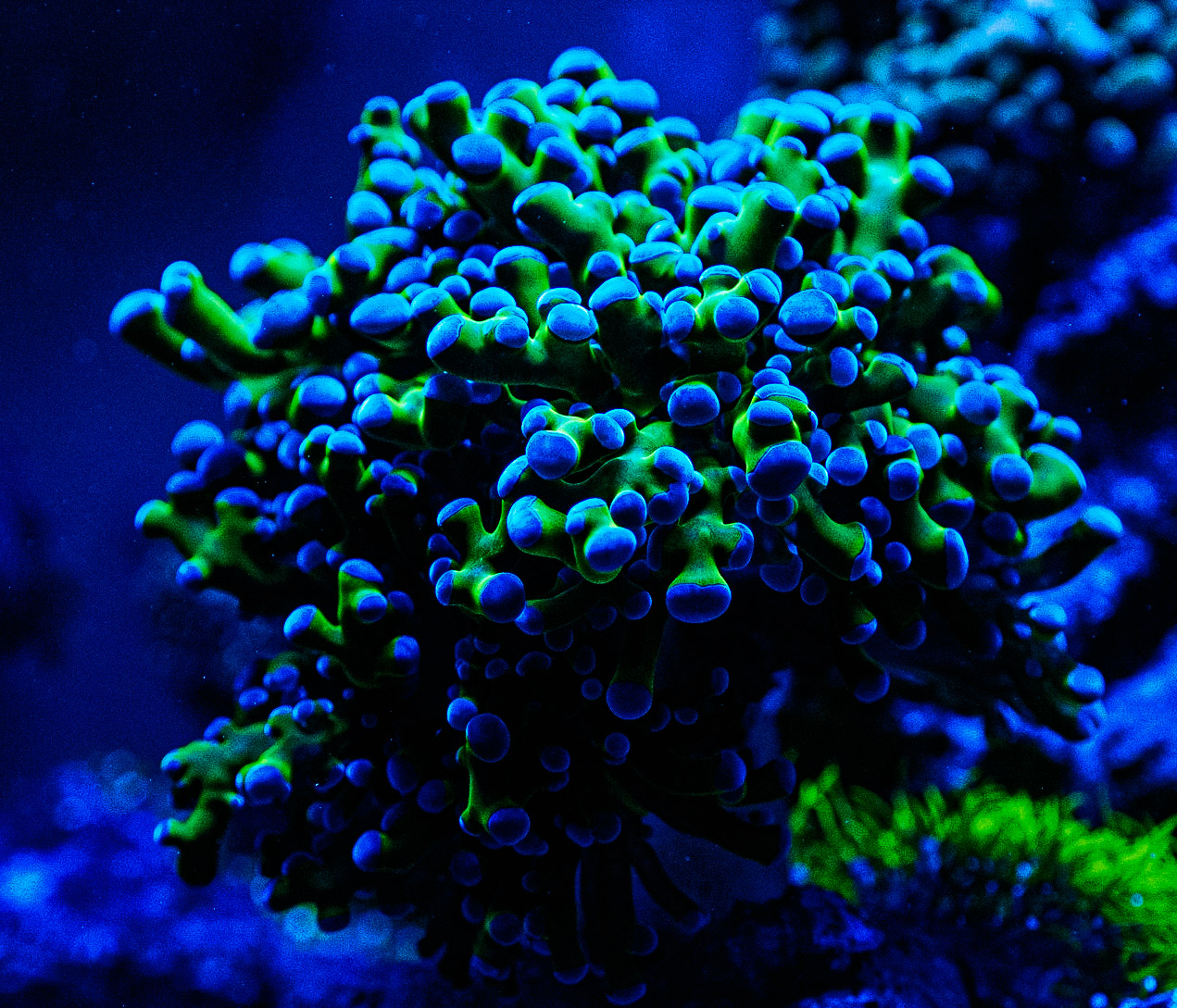 Aquarium